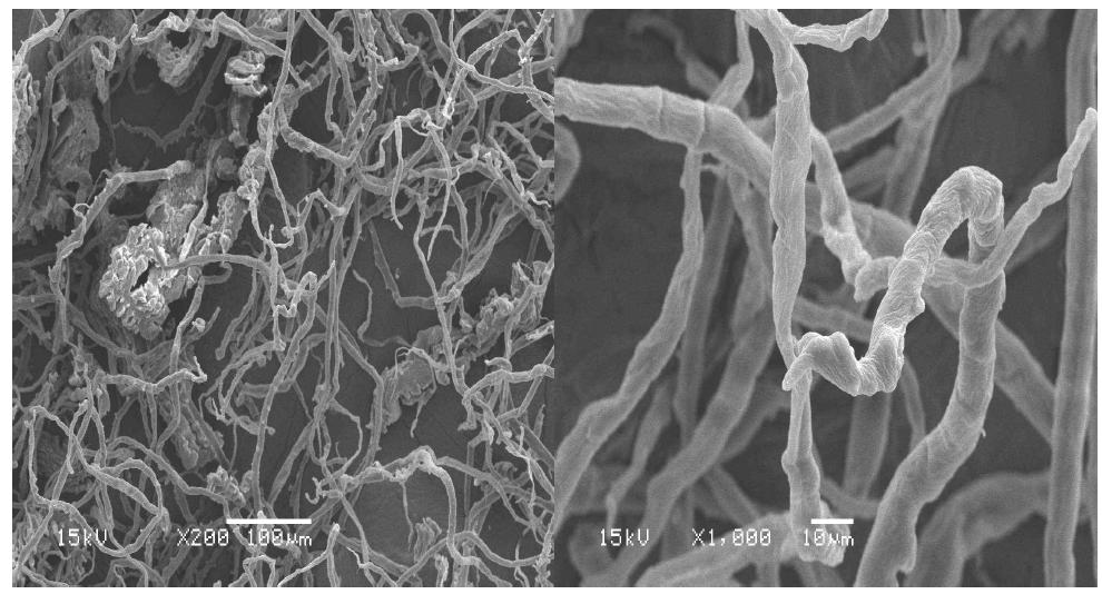 Scanning electron micrographs of rice husk pulp fibers at active alkali 30% and sulfidity 30% conditions