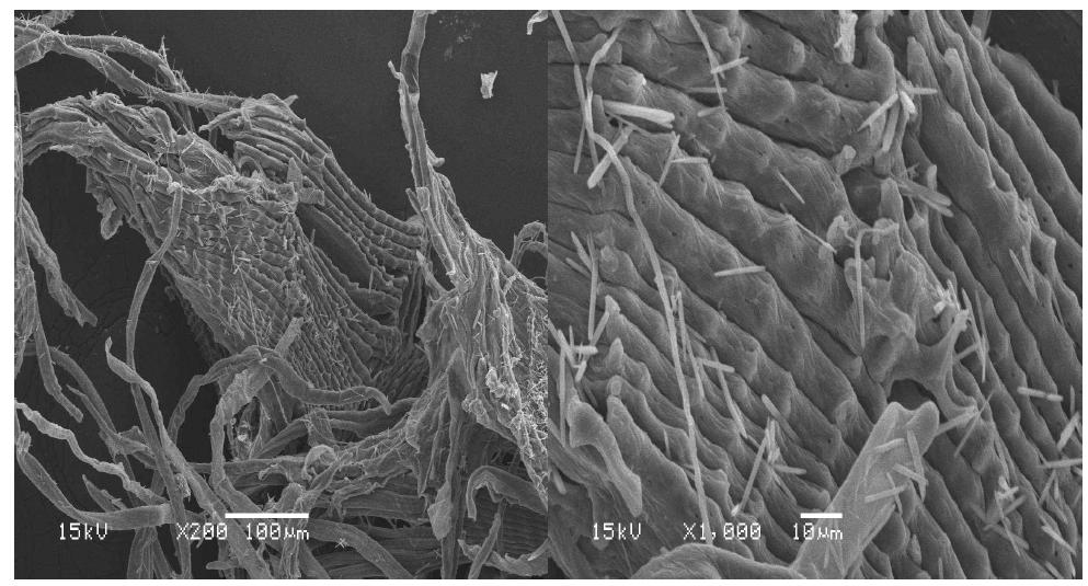 Scanning electron micrographs of peanut husk pulp fibers at active alkali 20% and sulfidity 25% conditions