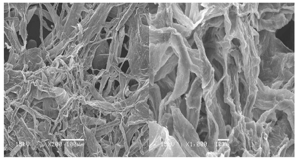 Scanning electron micrographs of garlic stem pulp fibers at active alkali 20% and sulfidity 25% conditions