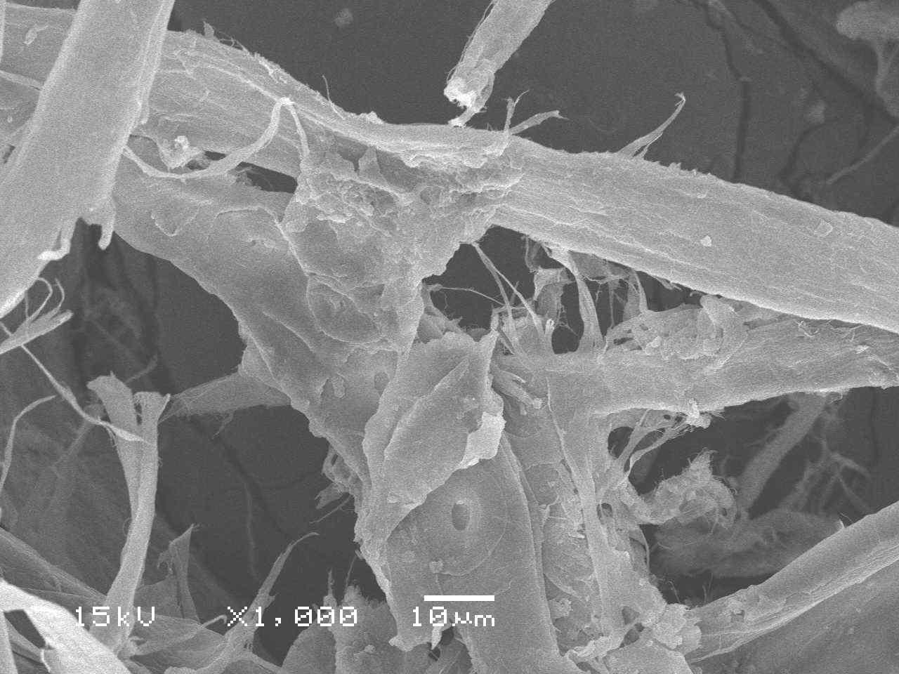 Scanning electron micrograph of KOCC fibers (×1000).