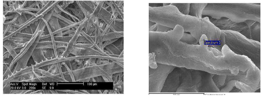 Scanning electron micrographs of rice husk fibers.