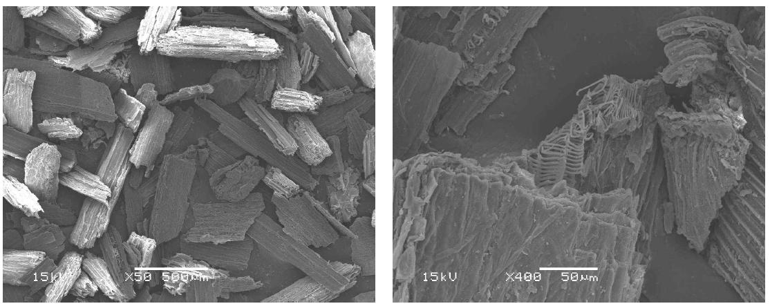 Scanning electron micrographs of garlic stem organic filler (R 60-100).