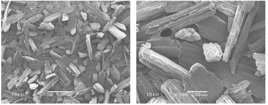 Scanning electron micrographs of garlic stem organic filler (R 100-200).