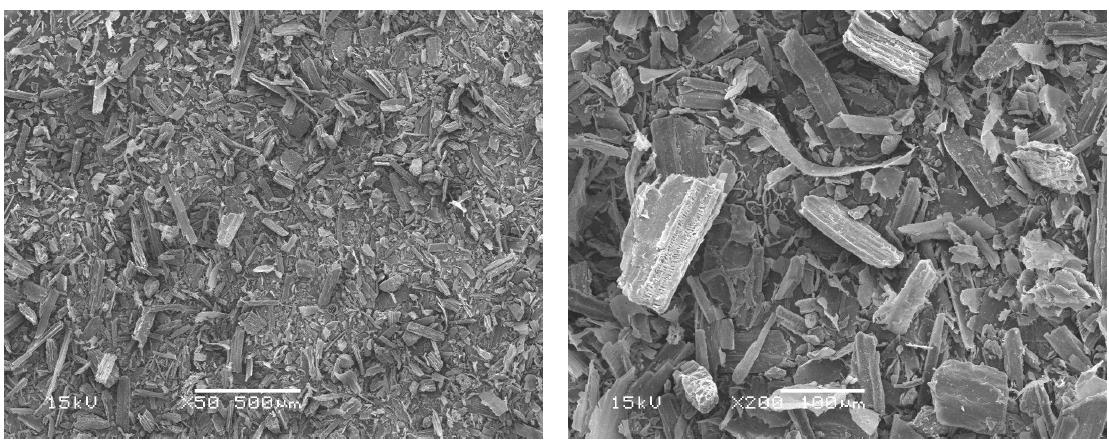Scanning electron micrographs of garlic stem organic filler (R 200).