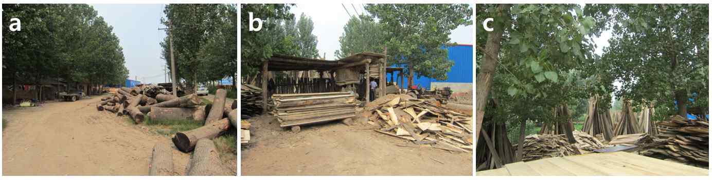 Log of Paulownia (a), sawing of log (b) and air drying of boards (c) in CN-C