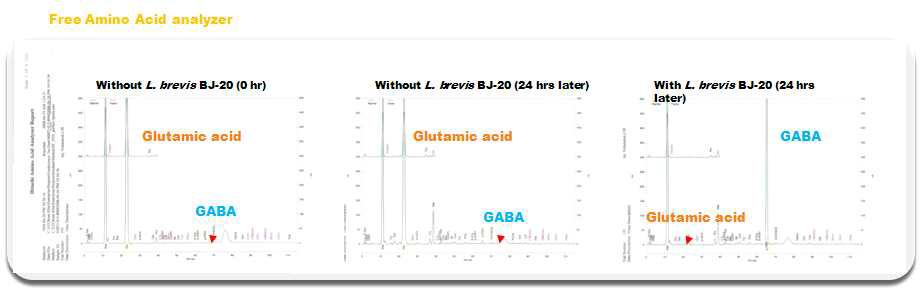 다시마 발효 전후의 glutamic acid와 GABA의 정량
