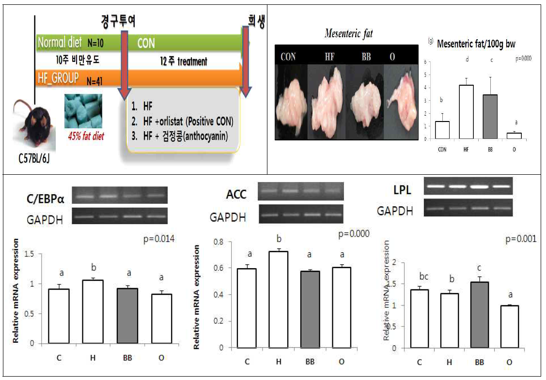 검정콩 껍질추출물의 체지방억제와 기전분석 (in vivo)