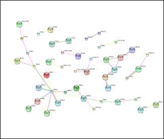 STRING 9.1을 활용한 gene network 분석