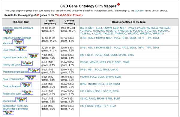 GO slim mapper를 활용한 유전자 기능 분석 결과