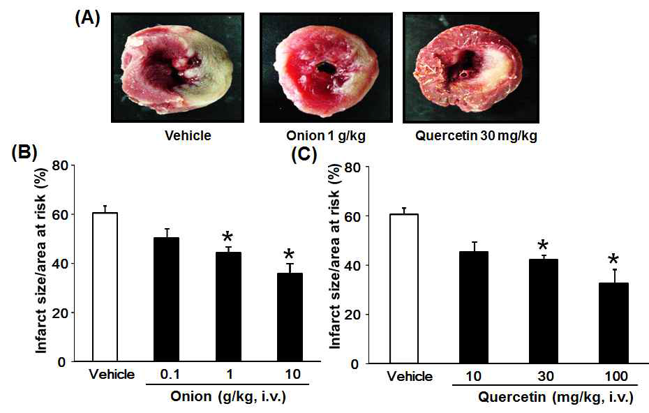 양파와 quercetin의 심근경색 보호 효능