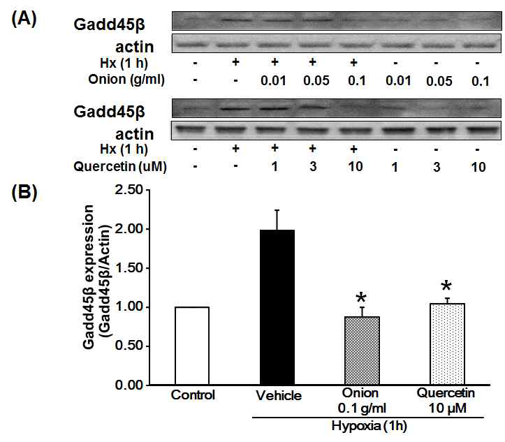 저산소성 심근세포 모델에서 Gadd45β 증가에 대한 양파와 quercetin의 감소 효능
