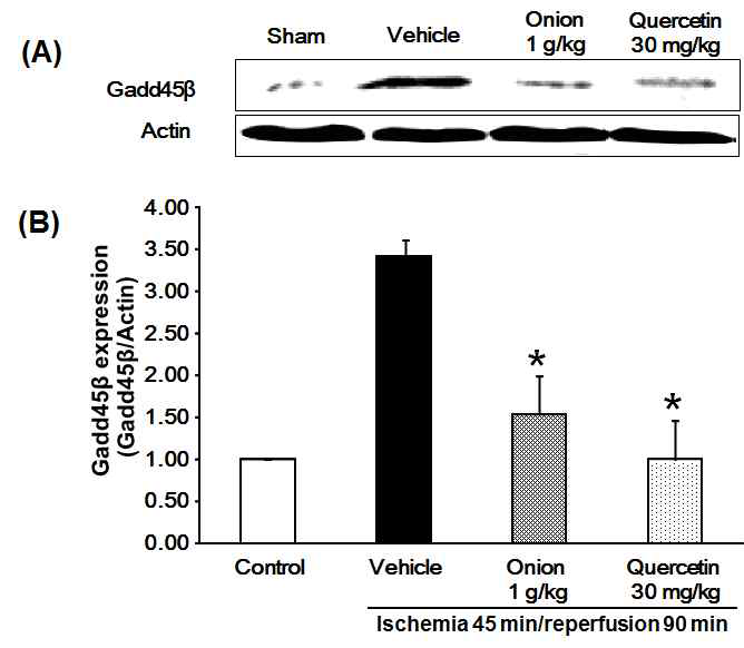 허혈/재관류 동물모델에서 Gadd45β 증가에 대한 양파와 quercetin의 감소 효능