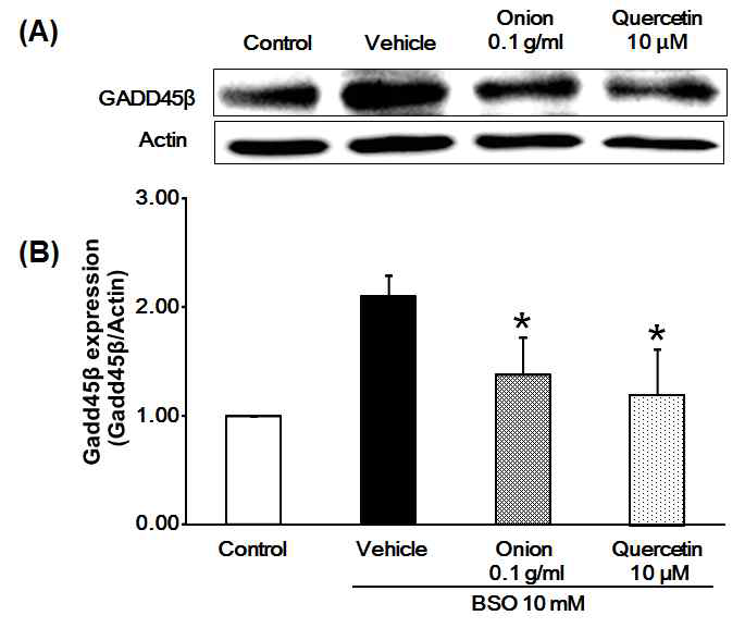 산화적 스트레스 심근세포 모델에서 Gadd45β 증가에 대한 양파와 quercetin의 감소 효능