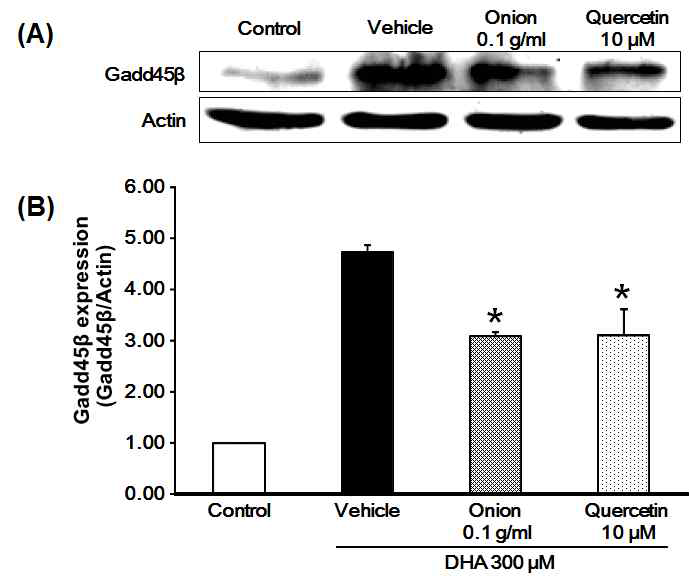 대사적 손상 심근세포 모델에서 Gadd45β 증가에 대한 양파와 quercetin의 감소 효능