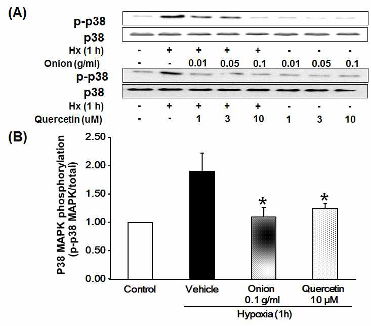 저산소성 심근세포 모델에서 p38 활성 증가에 대한 양파와 quercetin의 억제 효능