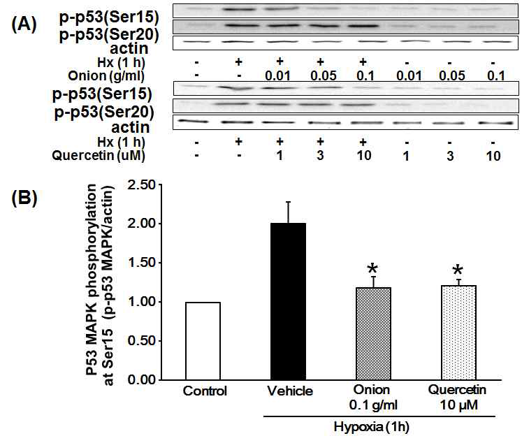 저산소성 심근세포 모델에서 p53 증가에 대한 양파와 quercetin의 감소 효능