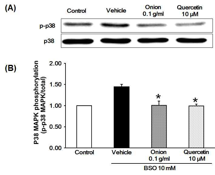 산화적 스트레스 심근세포 모델에서 p38 활성 증가에 대한 양파와 quercetin의 억제 효능