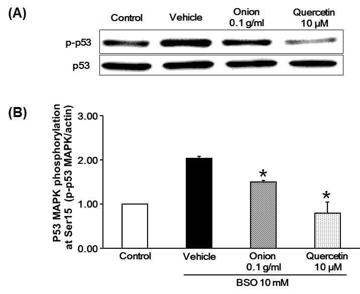 산화적 스트레스 심근세포 모델에서 p53 증가에 대한 양파와 quercetin의 감소 효능