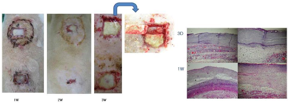실크 나노 섬유막을 rat의 진피가 제거된 부위에 덮은 후 생체 적합성 및 피부 재생 과정.