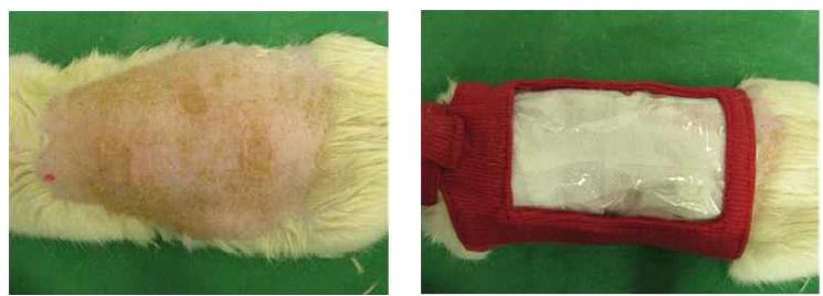 실크 피브로인 나노 스펀지폼의 화상 치유 효과 검증을 위한 동물 실험.