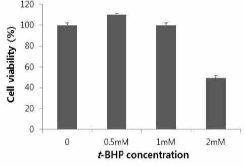 t-BHP 처리 농도에 따른 HepG2 세포 활성도