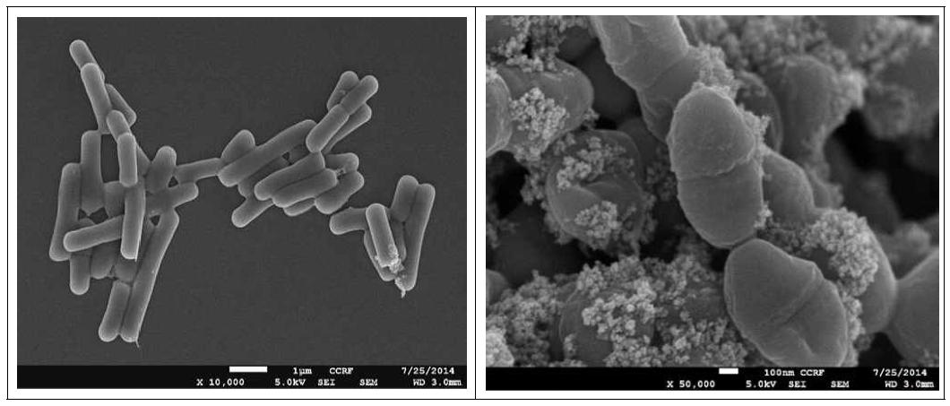 Lactic acid bacteria, Lacobacillus brevis A101(left) and Lactococcus lactis CHJ10(right).