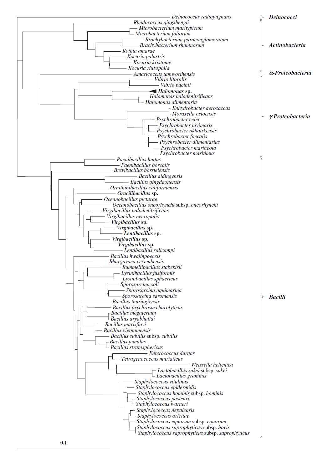 Phylogenetic tree of the isolates from Myeolchi-jeotgal, showing the relationship based on the determination of the near-complete 16S rDNA sequences (1407 nt) of the isolates