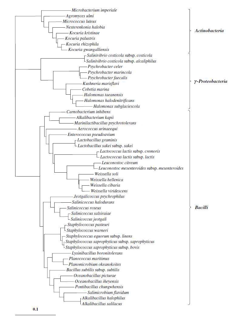 Phylogenetic tree of the isolates from Saeu-jeotgal