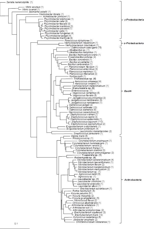 Phylogenetic tree of the isolates from Saeu-jeotgal, showing the relationship based on the determination of the near-complete 16S rDNA sequences of the isolates