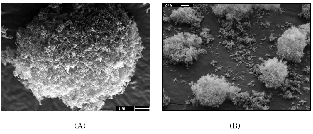 (A), (B) AR-974의 SEM 사진 및 (C) TEM 사진