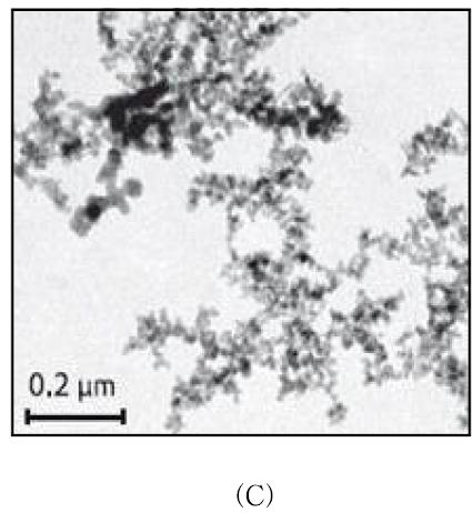 (A), (B) AR-974의 SEM 사진 및 (C) TEM 사진