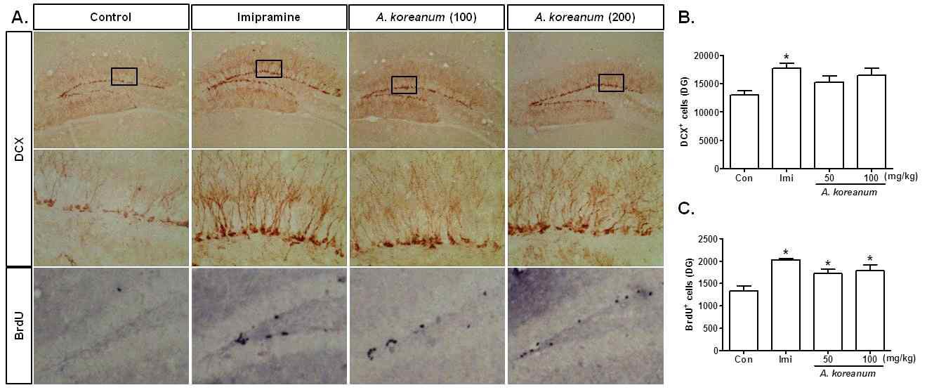 The effects of chronic administration of Acanthopanax koreanum (14 days) on the DCX (B) and BrdU (C) immunopositive cells in the dentate gyrus region of hippocampus in normal naive mice