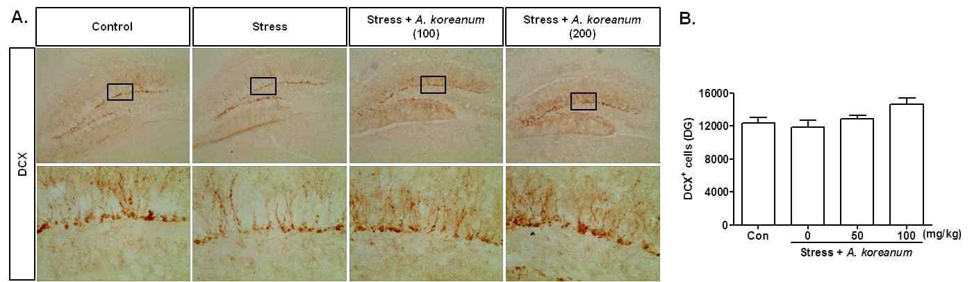 The effects of chronic administration of Acanthopanax koreanum (14 days) on the DCX immunopositive cells in the dentate gyrus region of hippocampus in stress mice model