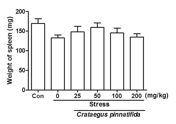 The effects of chronic administration of Crataegus pinnatifida on the weight of spleen (mg) in stress mice model