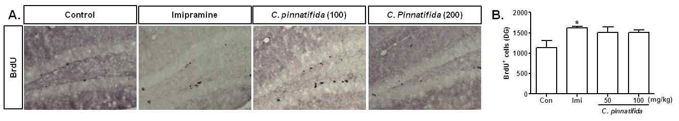 The effects of chronic administration of Crataegus pinnatifida (14 days) on the BrdU immunopositive cells in the dentate gyrus region of hippocampus in normal naive mice