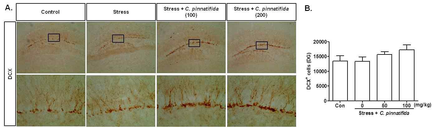 The effects of chronic administration of Crataegus pinnatifida (14 d) on the DCX-positive cells in the DG region of hippocampus in stress mice model