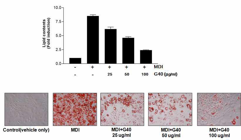 The effects of 60% ethanol extracts of Sargassum muticum (Yendo) Fensholt on differentiation in 3T3-L1 cells