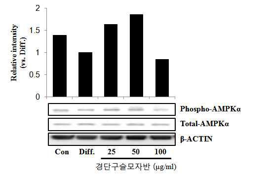 The effects of AMPK phosphorylation by Sargassum muticum (Yendo) Fensholt