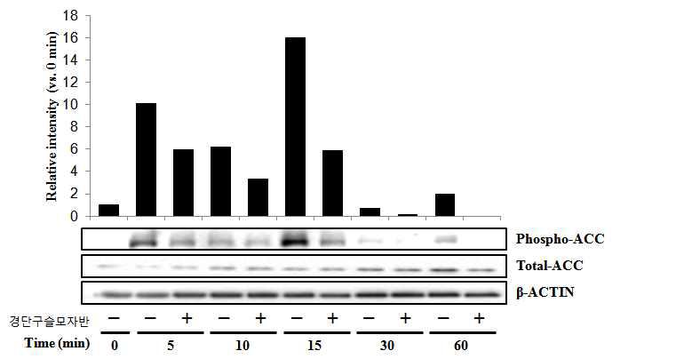 The effects of ACC phosphorylation by Sargassum muticum (Yendo) Fensholt