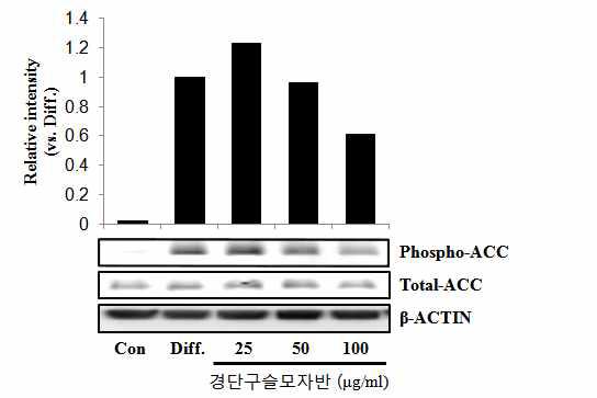 The effects of ACC phosphorylation by Sargassum muticum (Yendo) Fensholt