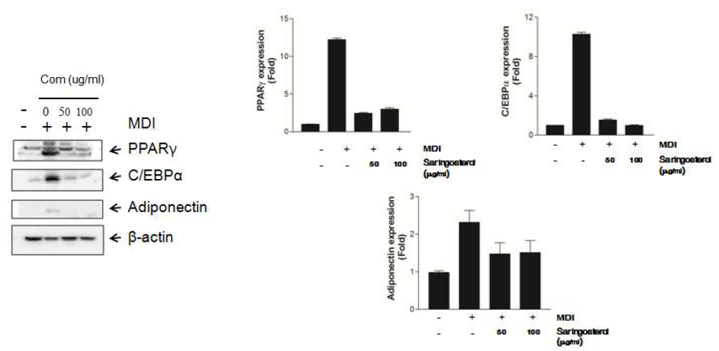 The effects of extracts of saringosterol on PPARr, C/EBPα, adipokine expression in differented 3T3-L1 cells