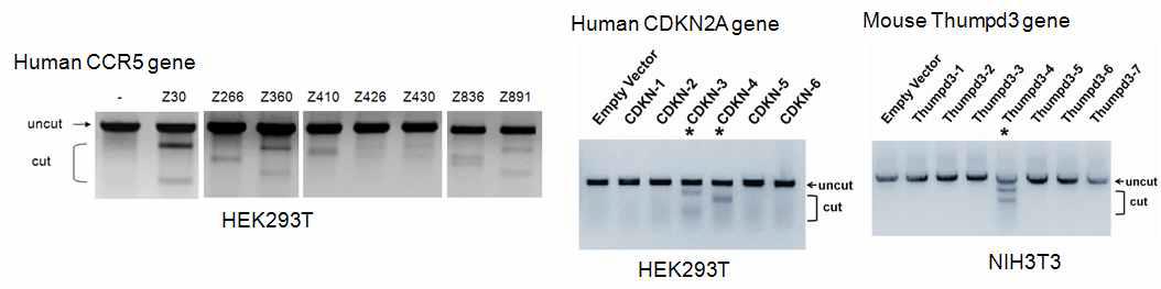 Targeted mutagenesis using ZFNs in cultured cells. Genomic DNA isolated from cultured cells transfected with ZFNs expression plasmids were analyzed for target gene mutation using a mismatch-sensitive nuclease assay. If the DNA amplicons contain both wild-type and mutated DNA sequences, heteroduplexes would be formed. T7E1 recognizes and cleaves heteroduplexes, but not homoduplexes.