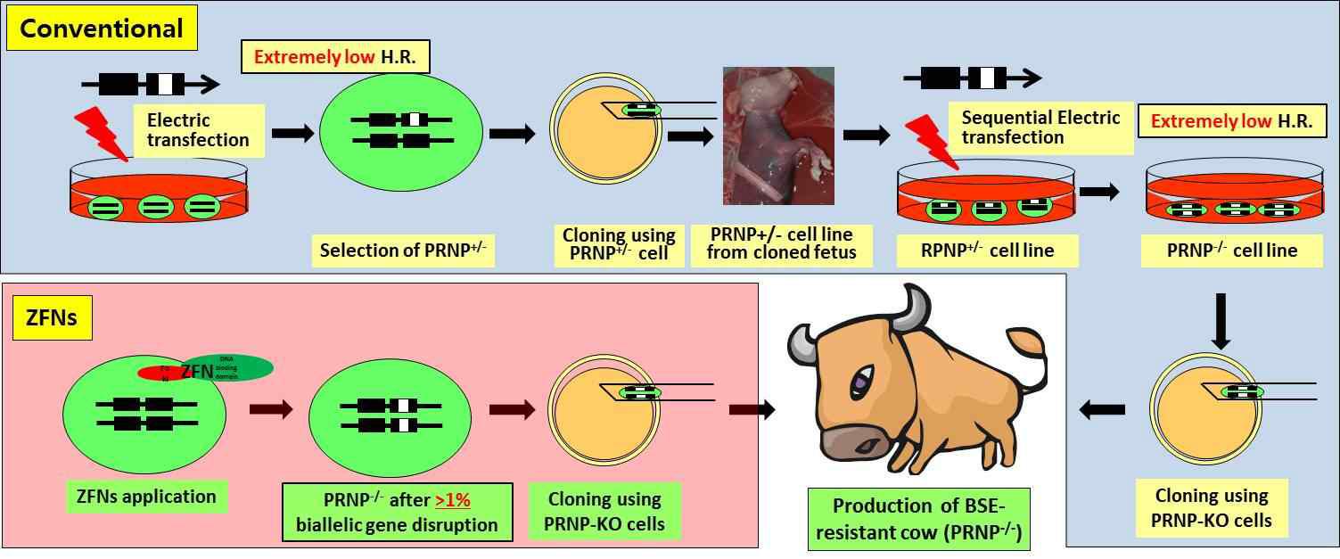 Comparison of conventional and ZFNs-mediated methods to produce BSE-resistant cow