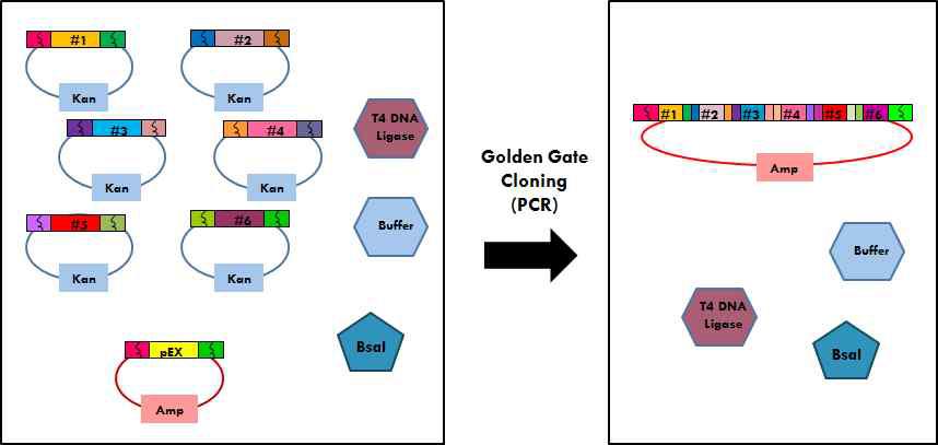 Golden Gate TALEN assembly 방법.