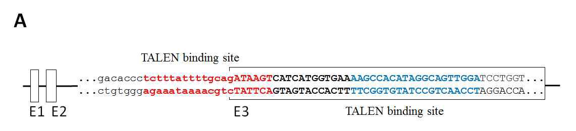 TALEN을 이용한 PRNP 적중 위치 모식도