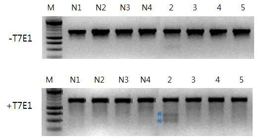 TALEN 활성 검증의 예. 2/3/4/5번 TALEN 발현 vector의 electroporation 실행 2일 후 genomic DNA를 준비하여 T7E1 assay로 돌연변이 도입을 관찰. * T7E1에 의한 돌 연변이 위치 절단시 나타날 것으로 예상되는 DNA band 위치