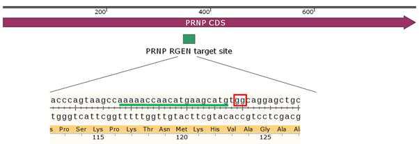 PRNP Knockout rGENs target sequence 및 PRNP 유전자 상 위치.