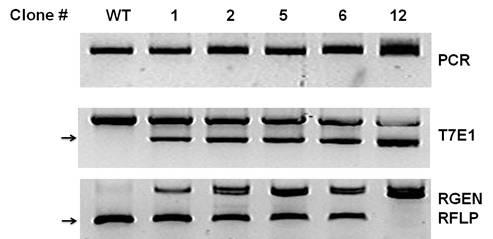 유전자 돌연변이 세포 clone의 T7E1 및 rGENs-RFLP 분석