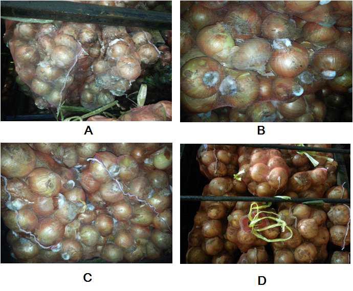At 6 months after treatment. A, B and C; Diseases in the untreated control D. Onions treated with 20ppm of thymol fume