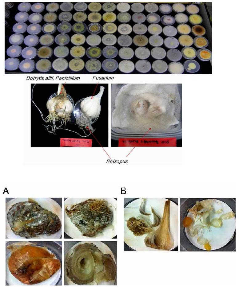 28℃에서 습실처리되어 저장된 남해·의성 마늘에서는 Penicillium spp., Fusarium spp.,